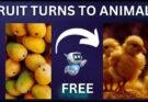 fruit into animals